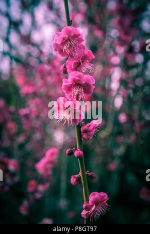 Pflaumenblüten schließen bis zu Spitzenzeiten Blüten, Setagaya, Japan Stockfoto