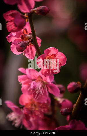 Pflaumenblüten schließen bis zu Spitzenzeiten Blüten, Setagaya, Japan Stockfoto