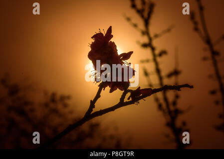 Pflaumenblüten glänzen im Sonnenlicht, Setagaya, Japan Stockfoto