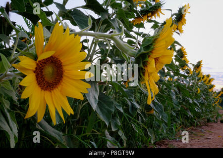 Eine Reihe von Sonnenblumen mit Fokus auf ein Paar in der Nähe Köpfe an Dorothea Dix Park in Raleigh North Carolina Stockfoto