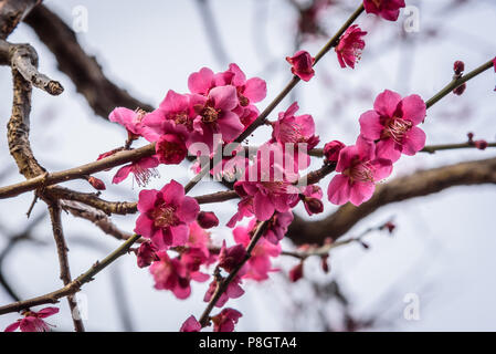 Pflaumenblüten schließen bis zu Spitzenzeiten Blüten, Setagaya, Japan Stockfoto