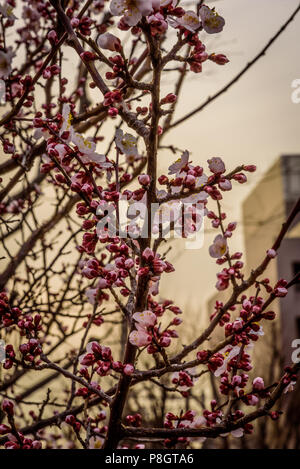 Pflaumenblüten schließen bis zu Spitzenzeiten Blüten, Setagaya, Japan Stockfoto