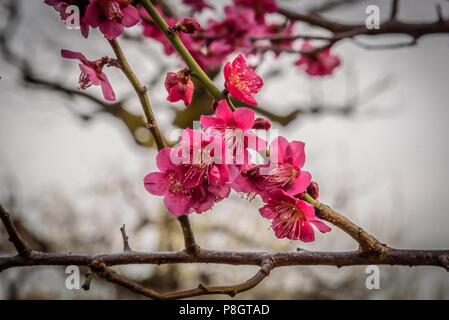 Pflaumenblüten schließen bis zu Spitzenzeiten Blüten, Setagaya, Japan Stockfoto