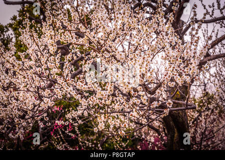 Pflaumenblüten schließen bis zu Spitzenzeiten Blüten, Setagaya, Japan Stockfoto