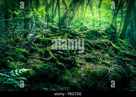 Der Selbstmord Wald Der Selbstmord Wald