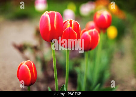 Flache Tiefenschärfe (nur Edge der Blütenblätter im Fokus) Foto von tulpenzwiebeln, mit mehr Blüten in wieder verwischt. Abstrakte Frühling Hintergrund. Stockfoto