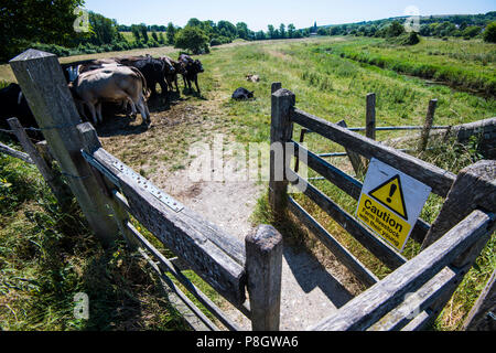 Rinder mit Jungen Warnschild auf Bauernhof in Eastbourne, East Sussex, England. Warnung an die Wanderer. Stockfoto