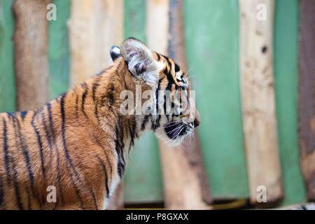 Seitenansicht des captive Tiger Cub Kopf und Schulter Stockfoto