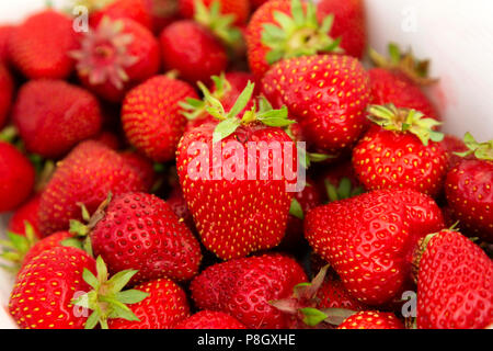 Frische Bio-Erdbeeren in Northumberland, England. Die sommerliche Frucht ist eine gute Quelle von Vitamin C.. Stockfoto