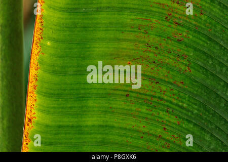 Enorme grün Blatt des Baums ist ein Reisender - ravenala madagascariensis, einen dünnen, gelb-braunes Blatt Rand und ein grünes Blatt mit kleinen braunen Flecken, Textur Stockfoto