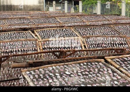 Thailand - Tausende von Trocknen squids in der Sonne (Samut Songkhram Stadt). Stockfoto