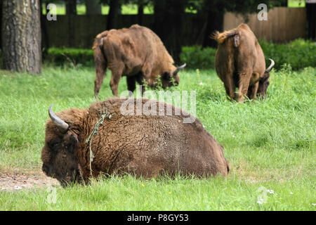 Białowieża-Nationalpark und UNESCO-Weltkulturerbe in Polen. Wisent (Bison bonasus) auch als Wisent bekannt. Stockfoto