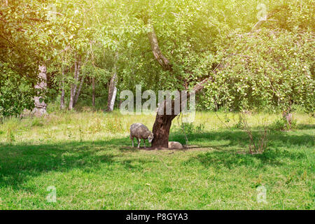 Schafe unter dem Baum von der Sonne versteckt. Sonnigen Tag im Sommer Stockfoto