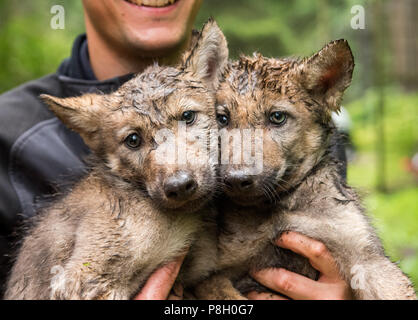 Rosengarten, Deutschland. 11. Juli 2018. Ein Tierhalter trägt zwei wolfswelpen im Wildpark Schwarze Berge (lit. Schwarze Berge). Acht Wochen nach der Geburt, die Wölfe wurden medizinisch untersucht, gechipt und zum ersten Mal vor einer Infektion Krankheiten geimpft. Credit: Daniel Bockwoldt/dpa/Alamy leben Nachrichten Stockfoto