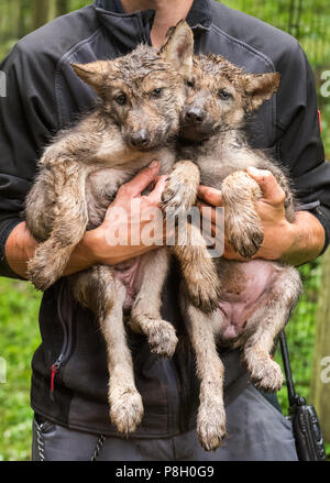 Rosengarten, Deutschland. 11. Juli 2018. Ein Tierhalter trägt zwei wolfswelpen im Wildpark Schwarze Berge (lit. Schwarze Berge). Acht Wochen nach der Geburt, die Wölfe wurden medizinisch untersucht, gechipt und zum ersten Mal vor einer Infektion Krankheiten geimpft. Credit: Daniel Bockwoldt/dpa/Alamy leben Nachrichten Stockfoto