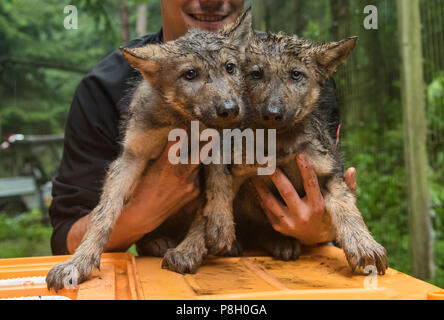 Rosengarten, Deutschland. 11. Juli 2018. Ein Tierhalter trägt zwei wolfswelpen im Wildpark Schwarze Berge (lit. Schwarze Berge). Acht Wochen nach der Geburt, die Wölfe wurden medizinisch untersucht, gechipt und zum ersten Mal vor einer Infektion Krankheiten geimpft. Credit: Daniel Bockwoldt/dpa/Alamy leben Nachrichten Stockfoto