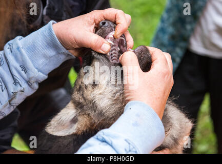 Rosengarten, Deutschland. 11. Juli 2018. Ein Tierarzt untersucht einen Wolf Welpe im Wildpark Schwarze Berge (lit. Schwarze Berge). Acht Wochen nach der Geburt, die Wölfe wurden medizinisch untersucht, gechipt und zum ersten Mal vor einer Infektion Krankheiten geimpft. Credit: Daniel Bockwoldt/dpa/Alamy leben Nachrichten Stockfoto