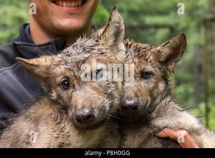 Rosengarten, Deutschland. 11. Juli 2018. Ein Tierhalter trägt zwei wolfswelpen im Wildpark Schwarze Berge (lit. Schwarze Berge). Acht Wochen nach der Geburt, die Wölfe wurden medizinisch untersucht, gechipt und zum ersten Mal vor einer Infektion Krankheiten geimpft. Credit: Daniel Bockwoldt/dpa/Alamy leben Nachrichten Stockfoto