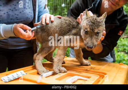 Rosengarten, Deutschland. 11. Juli 2018. Ein Tierarzt untersucht einen Wolf Welpe im Wildpark Schwarze Berge (lit. Schwarze Berge). Acht Wochen nach der Geburt, die Wölfe wurden medizinisch untersucht, gechipt und zum ersten Mal vor einer Infektion Krankheiten geimpft. Credit: Daniel Bockwoldt/dpa/Alamy leben Nachrichten Stockfoto