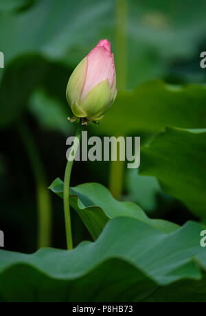 (180712) -- LOS ANGELES, 12. Juli 2018 (Xinhua) - Foto am Juli 11, 2018 zeigt eine angehende Lotus Flower im Echo Park in Los Angeles, USA. Die jährlichen Lotus Festival wird von Juli 14 bis 15 im Echo Park gehalten werden. (Xinhua/Zhao Hanrong) (jmmn) Stockfoto