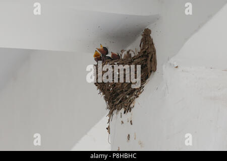 Huaibei, Huaibei, China. 12. Juli 2018. Huaibei, CHINA - Die Mutter schlucken Feeds baby Schwalben Huaibei, Osten der Provinz Anhui in China. Credit: SIPA Asien/ZUMA Draht/Alamy leben Nachrichten Stockfoto