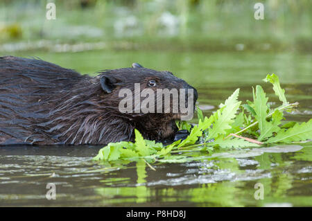 Ein Nordamerikanischer Biber (Castor canadensis) essen Pflanzen im Wasser. Stockfoto