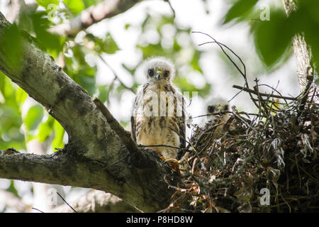 Breite - winged Hawk (Buteo platypterus) Küken sitzend in einem Nest. Stockfoto