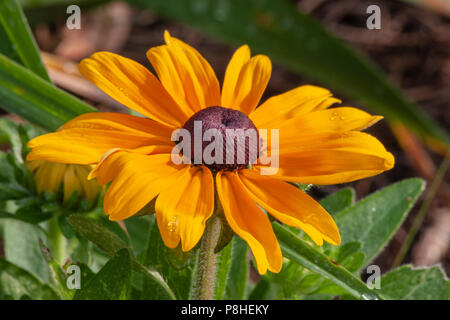 Black-Eyed Susan, Rudbeckia hirta, bei Mercer Arboretum und Botanischen Gärten in Spring, Texas. Stockfoto