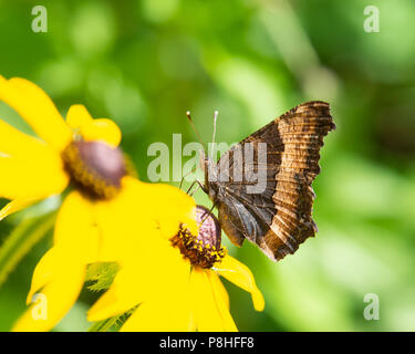 Ein milbert schildpatt Schmetterling, Nymphalis milberti, Fütterung auf einem gelben Kegel Blume in einem Garten in den Adirondack Mountains, NY, USA. Stockfoto