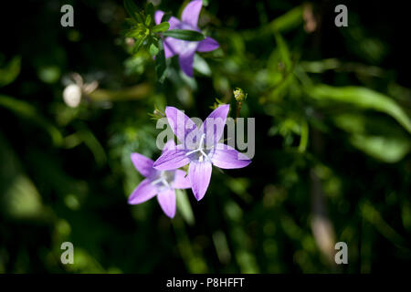Creeping Bellflower, rapunzeln Glockenblume - Campanula rapunculoides Stockfoto