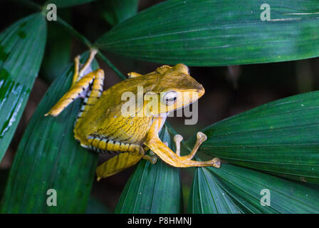 Polypedates otilophus (auch bekannt als Datei-eared Laubfrosch, Borneo Eared Frosch, oder Knöchernen - vorangegangen Flying Frog), kubah Nationalpark, Sarawak, Malaysia Stockfoto