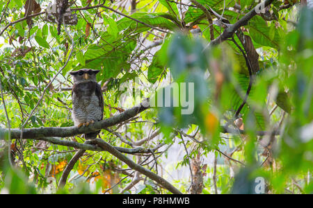 Gesperrt Uhu (Bubo sumatranus) Rastplätze in tropischen, Regenwald, Sabah, Malaysia Stockfoto