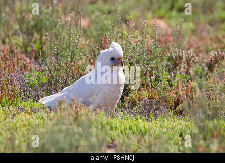 Little Corella (cacatua Sanguinea) auf dem Boden in die Flinders Ranges, South Australia Stockfoto