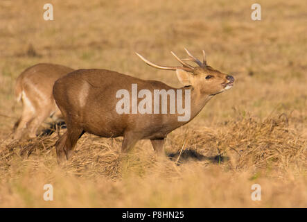 Hog Rotwild (Axis porcinus) im Grünland in Phu Khieo Wildlife Sanctuary, Thailand Stockfoto