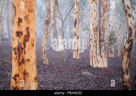 Wandoo wandoo Woodland (Eukalyptus) in Marbles State Forest, Western Australia Stockfoto