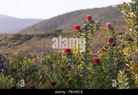 Scarlet Banksia (Banksia coccinea) in Küstengebieten, Heide, Cheynes Beach, south-west Western Australia. Auch als die Waratah Banksia oder Albany Bank bekannt Stockfoto