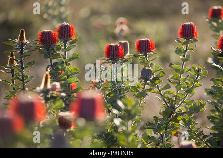 Scarlet Banksia (Banksia coccinea) in Küstengebieten, Heide, Cheynes Beach, south-west Western Australia. Auch als die Waratah Banksia oder Albany Bank bekannt Stockfoto