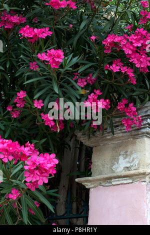 Arles, Frankreich. Stockfoto