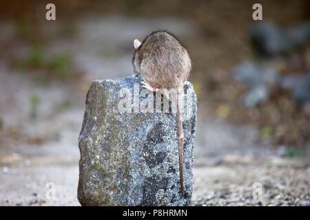 Braune Ratte (Rattus norvegicus) auch als gemeinsamer Ratte bekannt, East Sussex, Großbritannien Stockfoto