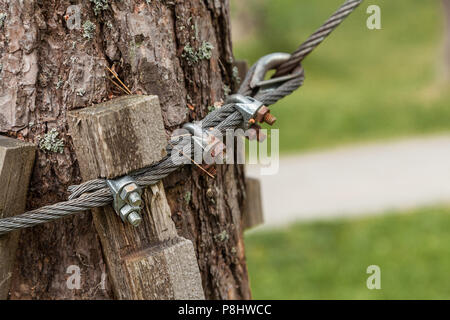 Das Kabel ist um den Baum befestigt Stockfoto