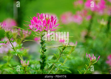 Schöne spider Blume in voller Blüte (Cleome hassleriana) Stockfoto