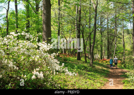 Azelea in voller Blüte in South Carolina Botanical Garden, Clemson, South Carolina, USA Stockfoto