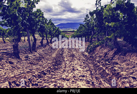 Bereich der Weinberge, Wein, Detail aus ökologischem Anbau, Wein und Trauben zu machen Stockfoto