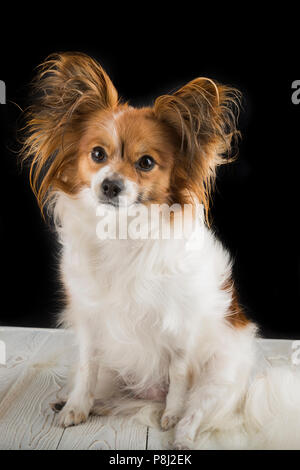 Welpen von Papillon auf schwarzem Hintergrund. Stockfoto