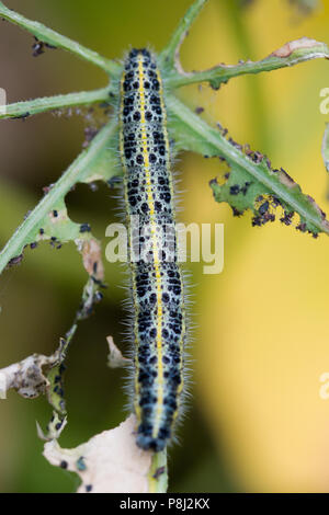 Große weiße Caterpillar, Pieris brassicae, UK, Europa Stockfoto