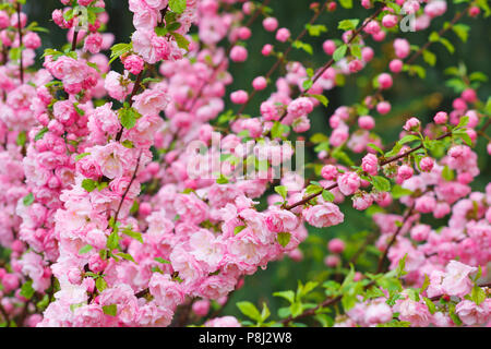 Prunus triloba Blüten. Zweig der Mandel mit schönen rosa Blüten. selektive Fokus Stockfoto