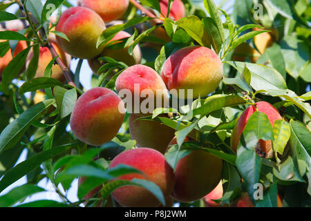 Süßer Pfirsich Früchte wachsen auf einem Peach tree Reif Stockfoto