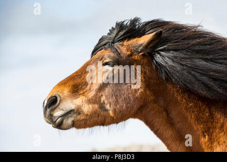 Pferd Kopf Nahaufnahme, Island Pferd Stockfoto