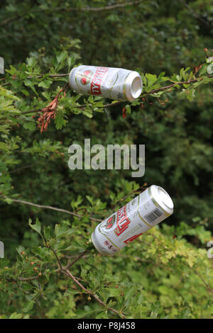 Leere Getränkedosen auf den Ästen der Bäume links, UK. Stockfoto