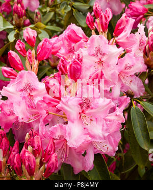 Rhododendron-Blüten in Norfolk, England, UK Stockfoto